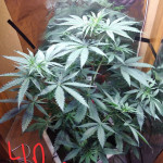 lowryder-auto-fem-vision-seeds.jpg