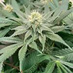 mac-n-jack-r1-fem-ethos-genetics.jpg