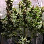 totally-alpha-og-auto-fem-alphafem-seeds.jpg