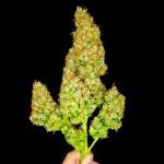 zup-auto-fem-fastbuds.jpg