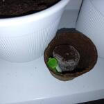 godzilla-cookies-auto-fem-herbies-seeds.jpg