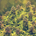 gorilla-cookies-auto-fem-fastbuds.jpg
