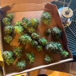 keep-frosted-guava-autoflower-fem-seedkeepers.jpg