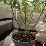 whiskey-zulu-auto-fem-7ch-american.jpg