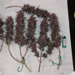 auto-purple-fem-pyramid-seeds.jpg