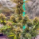 zup-auto-fem-fastbuds.jpg