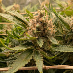 ddos-33-fem-herbies-seeds.jpg