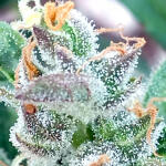 grand-gorilla-purple-auto-fem-Semyanich.jpg