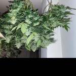 money-bush-fem-heavyweight-seeds.jpg
