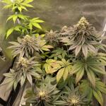 blackberry-moonrocks-fem-alphafem-seeds.jpg