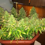 blow-mind-auto-sweet-seeds.JPG