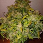 bubble-gummy-auto-fem-ethos-genetics.jpg
