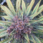 diablo-rojo-xl-auto-fem-sweet-seeds.jpg