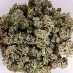 critical-kush-auto-critical-rapido-auto-fem-barneys-farm.jpg
