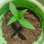 grape-kong-auto-fem-Semyanich.jpg
