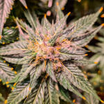 green-crack-20-fem-humboldt-seed-organization.jpg