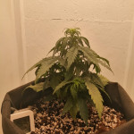 blue-mystic-automatic-blueberry-auto-fem-nirvana-seeds.jpg