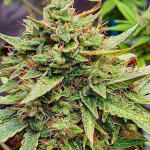 keep-frosted-guava-autoflower-fem-seedkeepers.jpg