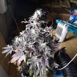 peyote-cookies-fem-barneys-farm.jpg
