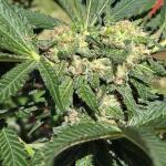 lemon-cherry-runtz-fem-fastbuds.jpg