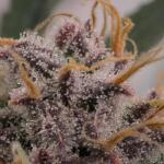 nuggz-r1-fem-ethos-genetics.jpg