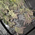 nuggz-r1-fem-ethos-genetics.jpg