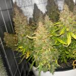 whiskey-zulu-auto-fem-7ch-american.jpg