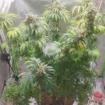 bruce-banner-3-fem-blimburn-seeds.jpg