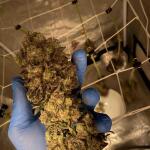 blackberry-moonrocks-fem-alphafem-seeds.jpg