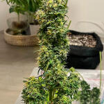 bruce-banner-3-auto-fem-herbies-seeds.jpg