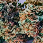 green-crack-20-fem-humboldt-seed-organization.jpg