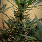 jealousy-z-xl-auto-fem-sweet-seeds.jpg