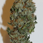la-bomba-fem-compound-genetics.jpg