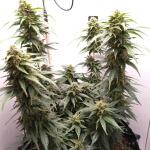 gorilla-auto-fem-Semyanich.jpg
