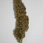 g13-haze-fem-barneys-farm.jpg
