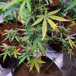 keep-frosted-guava-autoflower-fem-seedkeepers.jpg