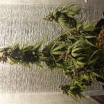 2-fast-2-vast-auto-fem-heavyweight-seeds.jpg