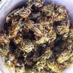 grand-gorilla-purple-auto-fem-Semyanich.jpg