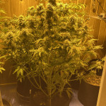jealousy-z-xl-auto-fem-sweet-seeds.jpg