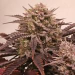 lemon-cherry-gelato-auto-r3-fem-ethos-genetics.jpg