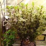 motor-breath-fem-7ch-american.jpg