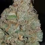 pound-cake-auto-fem-fastbuds.jpg