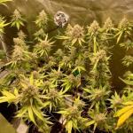 the-white-fire-og-fem-seedkeepers.jpg