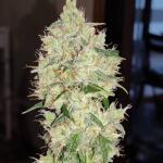 wedding-cake-auto-fem-barneys-farm.jpg