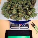 caramelo-early-version-fem-delicious-seeds.jpg