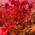 moonshine-cookies-fem-7ch-american.jpg
