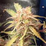 purple-juice-auto-fem-herbies-seeds.jpg