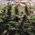 blackberry-moonrocks-auto-fem-alphafem-seeds.jpg