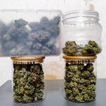 mimosa-shot-fem-herbies-seeds.jpg