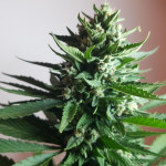 papaya-zoap-auto-fem-sweet-seeds.jpg